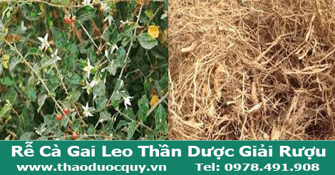 Rễ cà gai leo giải rượu hiệu quả